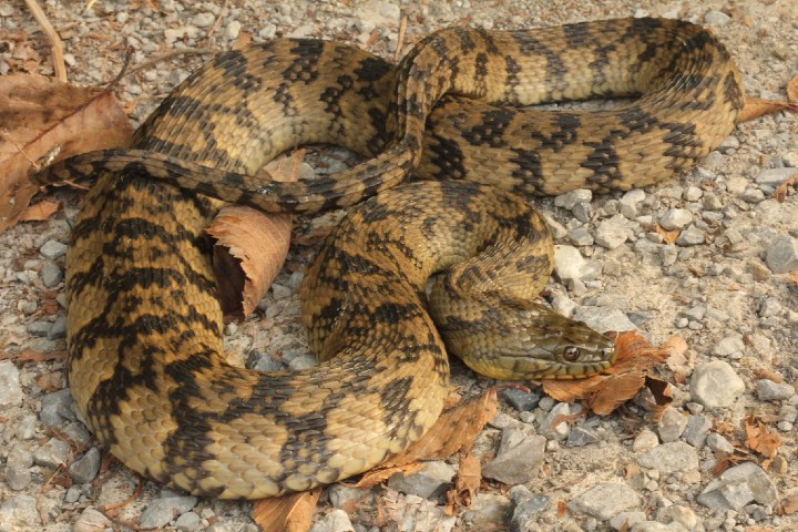 Diamondback Water Snake
